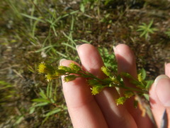 Solidago virgaurea