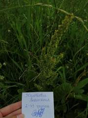 Rumex confertus