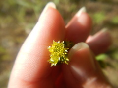 Solidago virgaurea