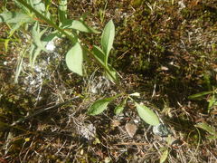 Solidago virgaurea
