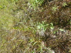 Solidago virgaurea