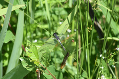 Leucorrhinia frigida