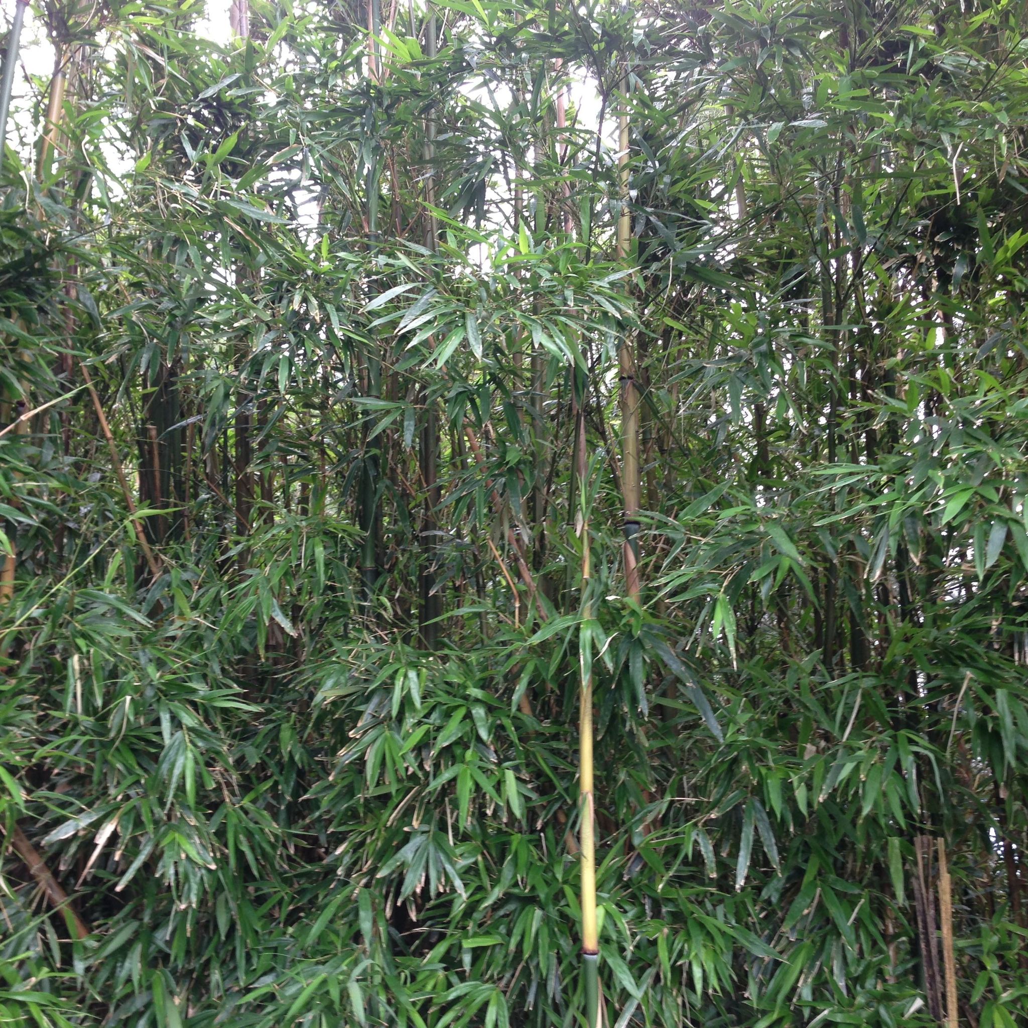 Schizostachyum glaucifolium