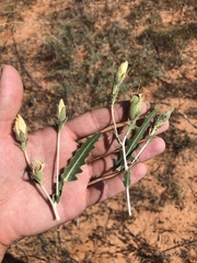 Mentzelia strictissima