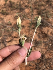 Mentzelia strictissima