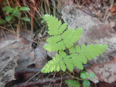 Gymnocarpium dryopteris