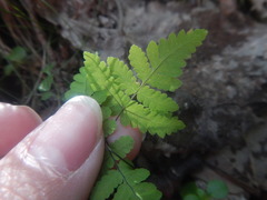 Gymnocarpium dryopteris