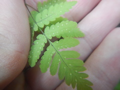 Gymnocarpium dryopteris