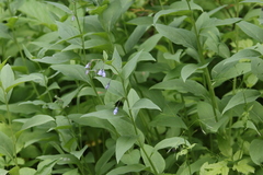 Mertensia paniculata