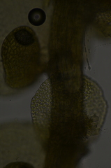 Frullania californica