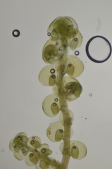 Frullania californica