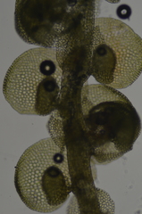 Frullania californica