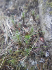 Polytrichum commune