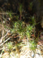 Polytrichum commune