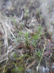 Polytrichum commune