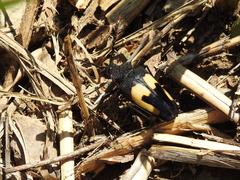 Calocomus desmarestii