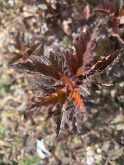 Physocarpus opulifolia