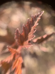 Physocarpus opulifolia