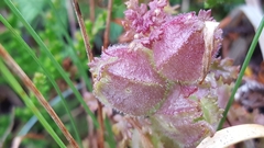 Pedicularis sylvatica hibernica