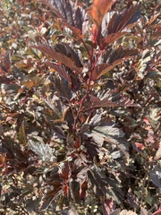 Physocarpus opulifolia