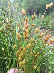 Carex scoparia image