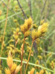 Carex scoparia image
