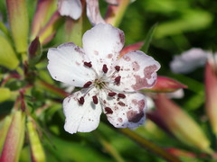 Microbotryum saponariae