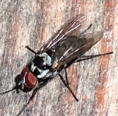 Anthomyia oculifera