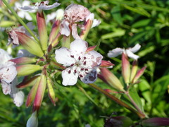 Microbotryum saponariae