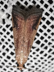 Metallostichodes nigrocyanella