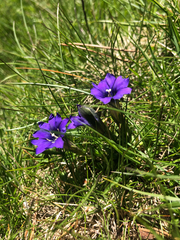 Gentiana pyrenaica