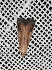 Metallostichodes nigrocyanella