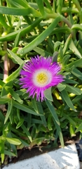 Carpobrotus dimidiatus