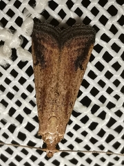 Metallostichodes nigrocyanella