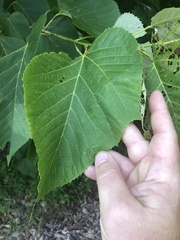 Tilia americana heterophylla