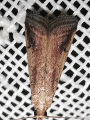 Metallostichodes nigrocyanella