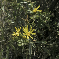 Grindelia stricta angustifolia