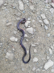 Erythrolamprus epinephalus pseudocobella