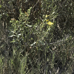 Grindelia stricta angustifolia
