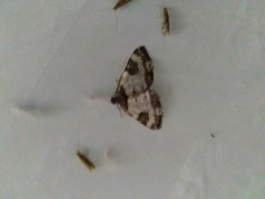 Melanthia procellata