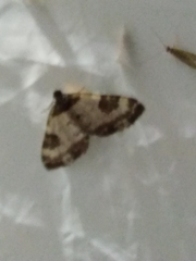 Melanthia procellata