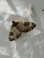 Melanthia procellata