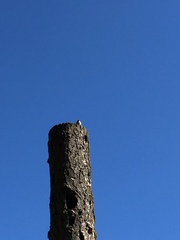 Zonotrichia leucophrys