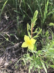 Oenothera clelandii