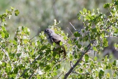 Passerella iliaca monoensis