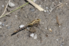 Phanogomphus lividus