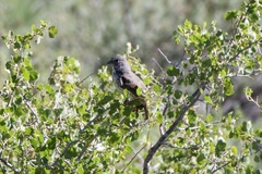 Passerella iliaca monoensis