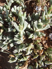Ruschia pulvinaris