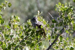 Passerella iliaca monoensis