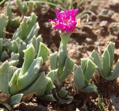 Ruschia pulvinaris